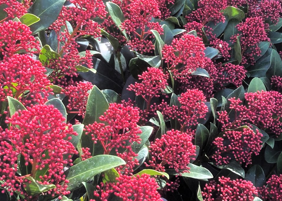 Monheimer Blumenmarkt